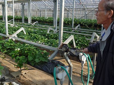 イチゴ狩り体験 大村市 るーらる長崎公式ブログ 長崎グリーンツーリズム情報 ながさき体験型観光ナビ イチゴ狩り体験 大村市 るーらる長崎公式ブログ 長崎グリーンツーリズム情報 ながさき体験型観光ナビ
