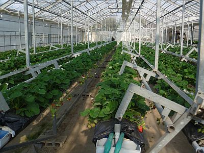 イチゴ狩り体験 大村市 るーらる長崎公式ブログ 長崎グリーンツーリズム情報 ながさき体験型観光ナビ