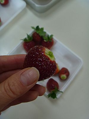 e0198197_1615029.jpg