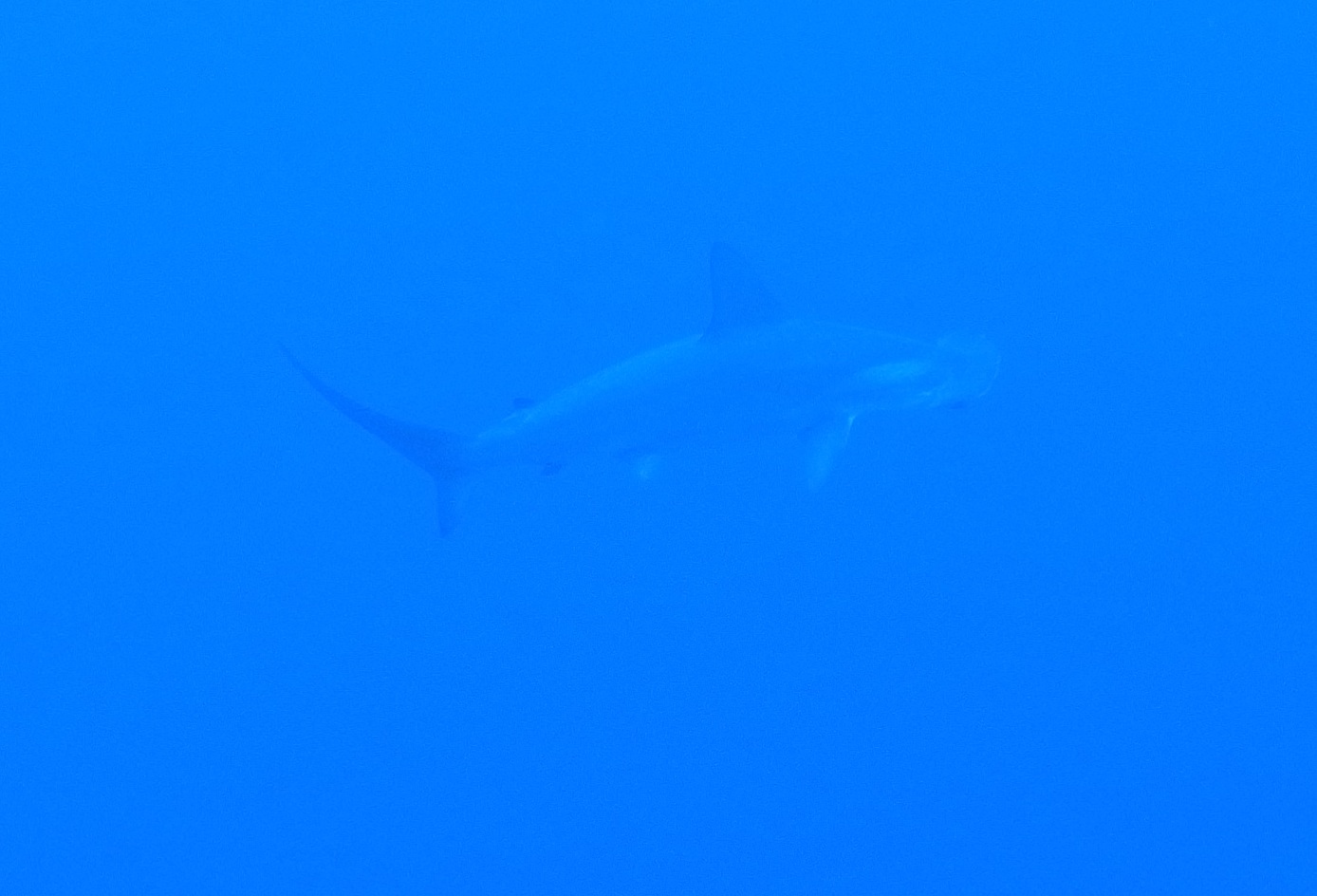 1/2-5 ハンマー&海底遺跡☆ 与那国ツアー(*・∀・)ノ_e0115199_2202174.jpg