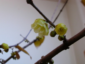 c0100110_13304498.jpg