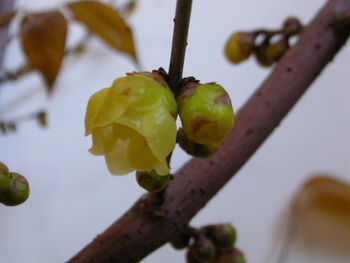 c0100110_1331311.jpg
