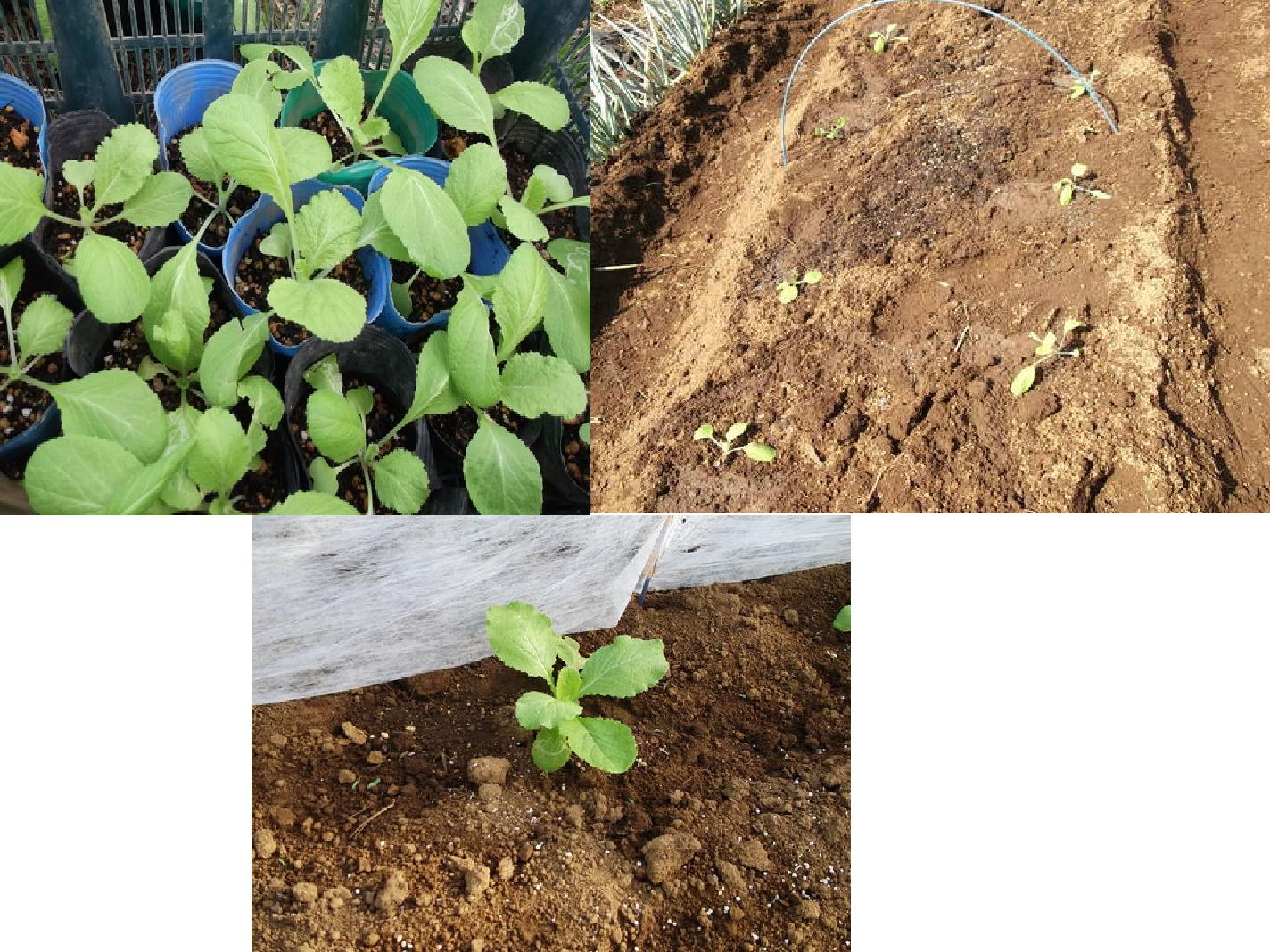 白菜の育て方 植え付け時期が勝負 家庭菜園日記 すろーらいふ 茅ケ崎のはまちゃん 野菜つくり