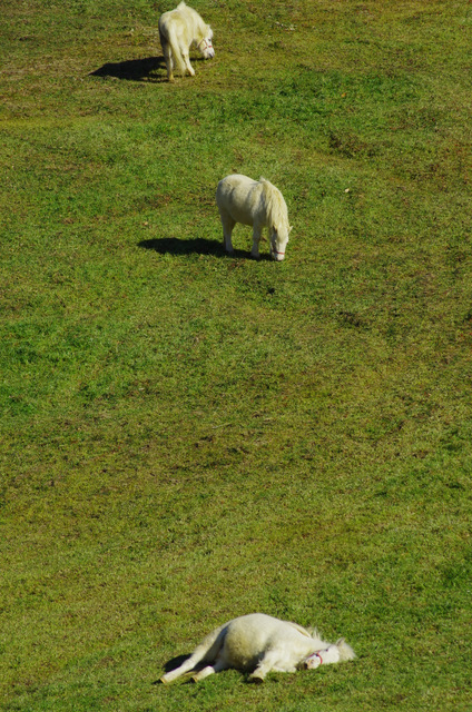 d0186245_13145782.jpg