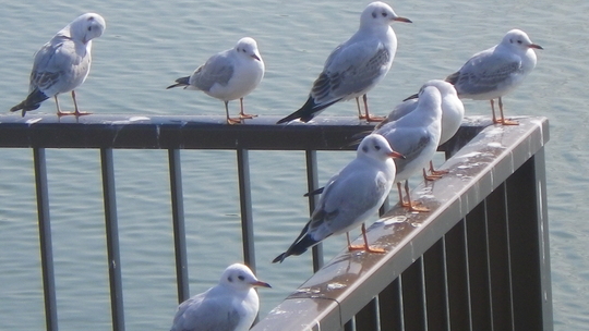 c0042847_18243713.jpg