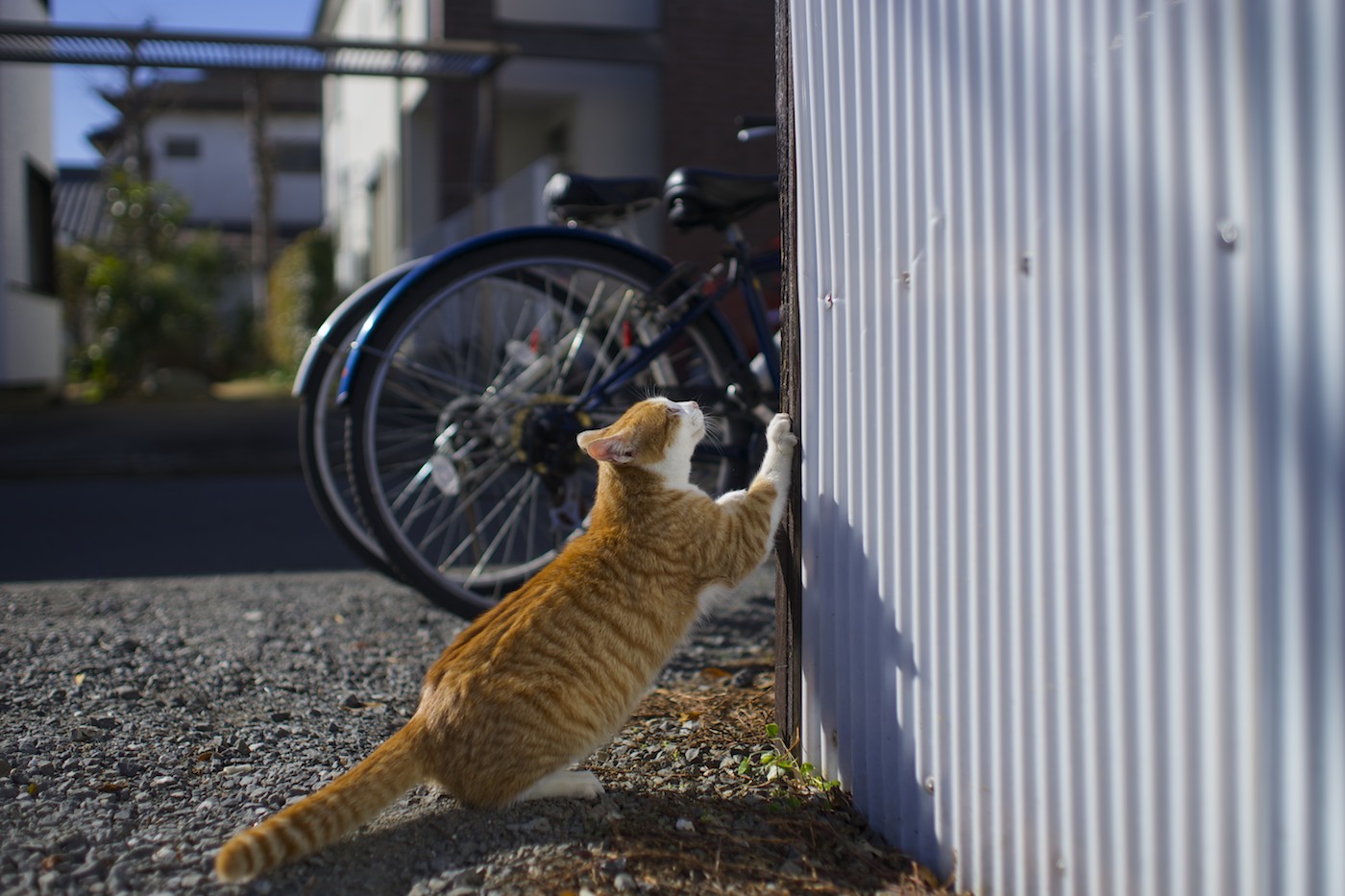 　猫さん達のように_f0011273_19505031.jpg