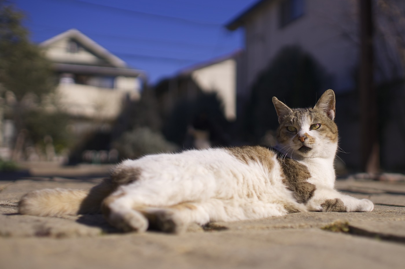 　猫さん達のように_f0011273_19563895.jpg