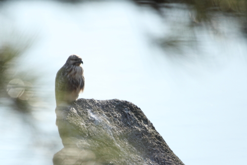 ★全域調査の結果+先週末の鳥類園(2013.1.10+12〜14)_e0046474_11175872.jpg
