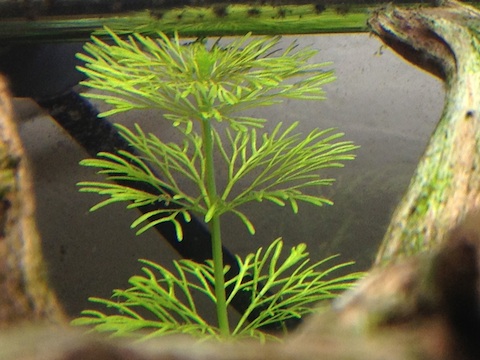 Limnophila sessiliflora_b0151584_2311273.jpg