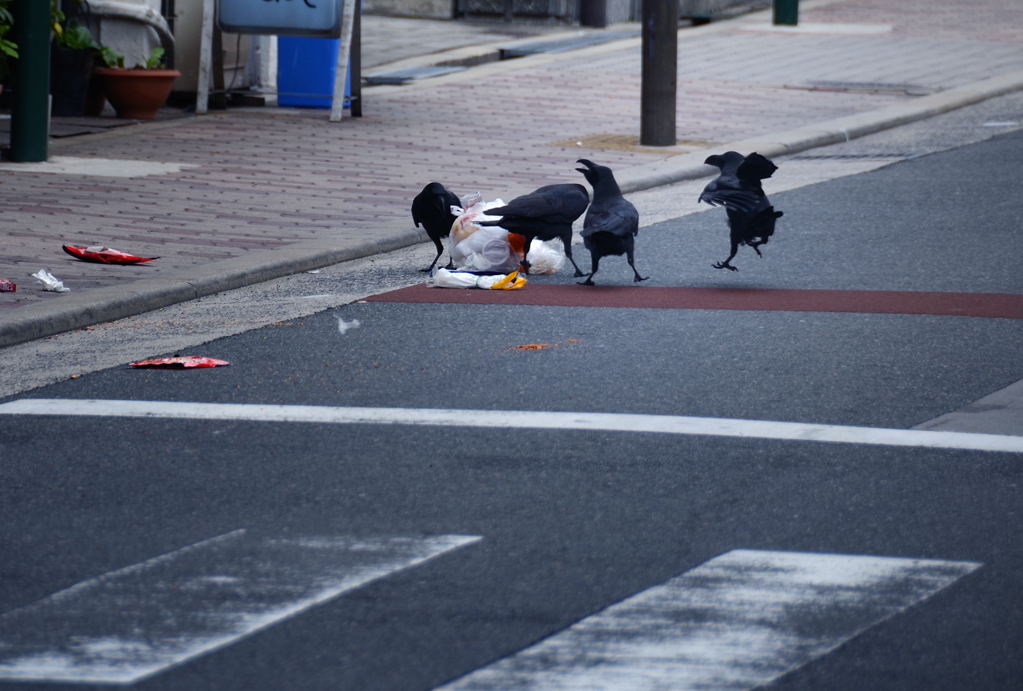 コラ！　カラスめ！_e0169286_22312813.jpg