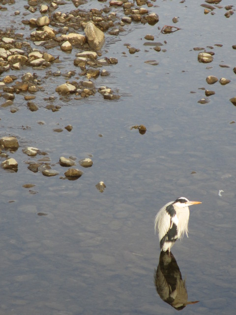 古都の鳥_a0193698_21162921.jpg