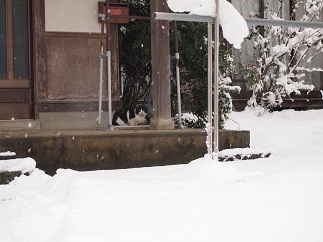 なで止め～雪国に暮らす～_c0187298_2032912.jpg