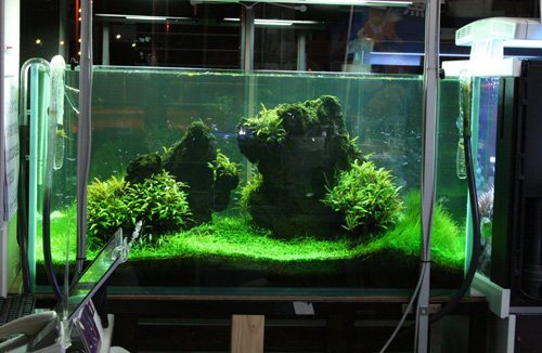 入口 雲山石水槽近況報告です : ビーボックスアクアリウム