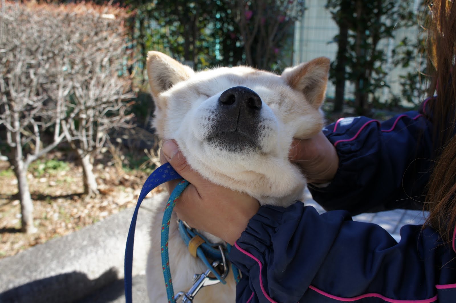 新年初散歩 1月11日 わんわんわんの日!_a0285205_17273212.jpg