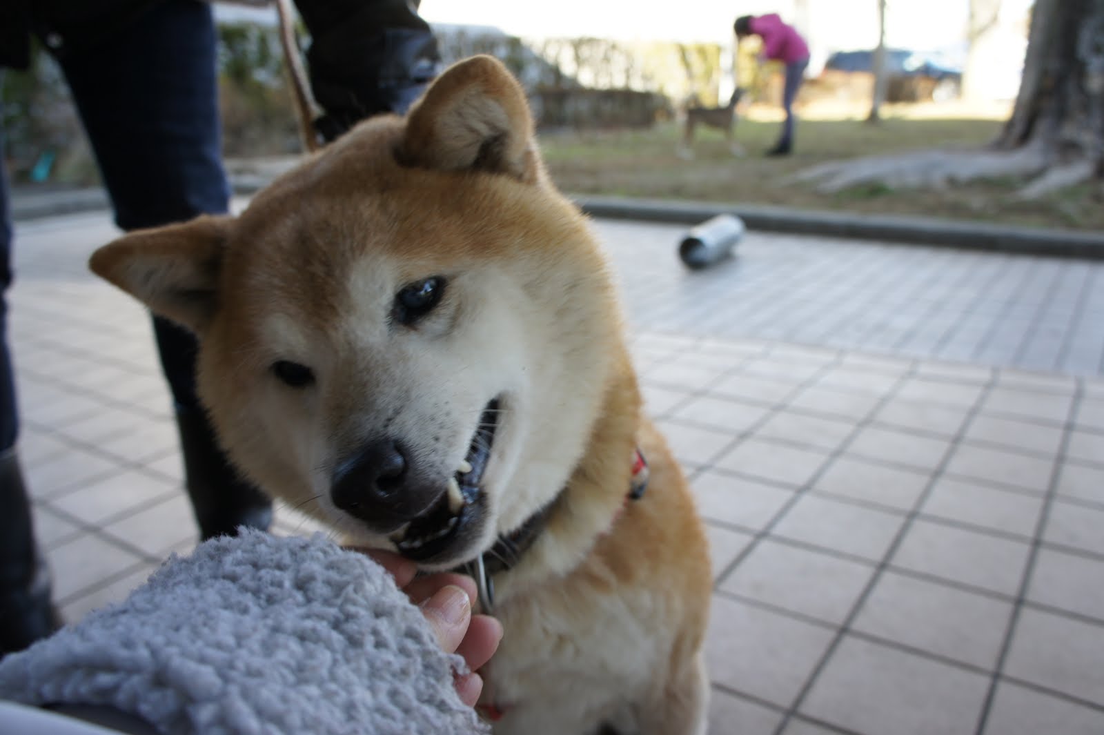 新年初散歩 1月11日 わんわんわんの日!_a0285205_1728798.jpg
