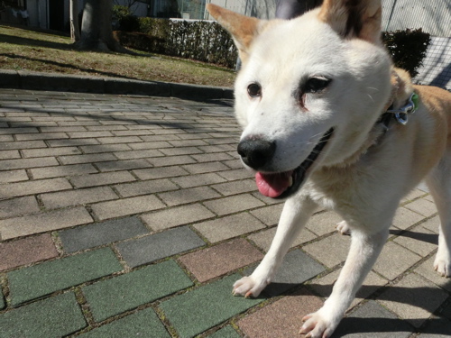 新年初散歩 1月11日 わんわんわんの日!_a0285205_18163823.jpg