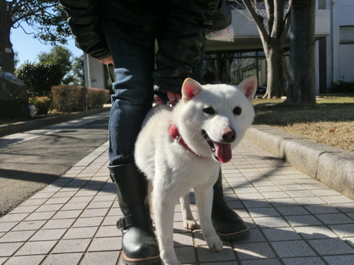 新年初散歩 1月11日 わんわんわんの日!_a0285205_18201380.jpg