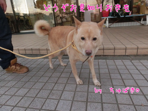 新年初散歩 1月11日 わんわんわんの日!_a0285205_1827107.jpg