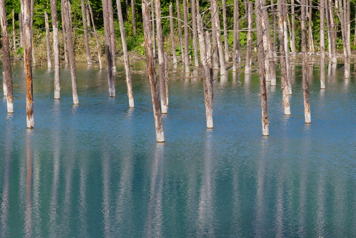 青い池_e0309008_22221241.jpg