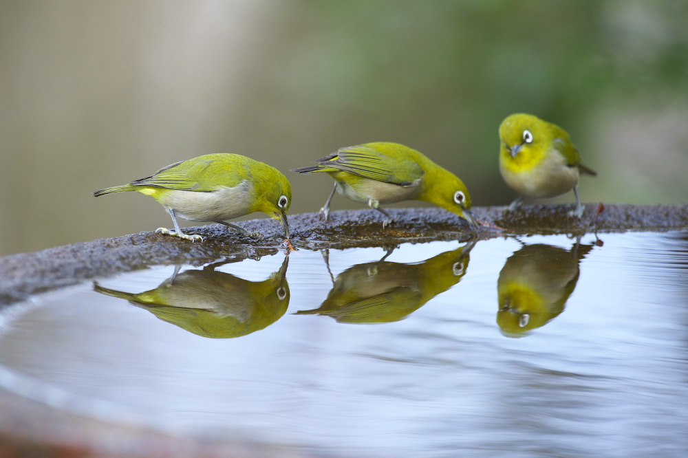 水場の鳥Ⅲ_e0268015_21595111.jpg