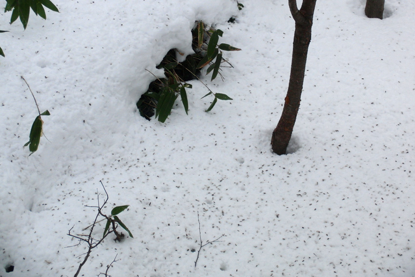 雪が降らないので・・_c0046416_2051518.jpg