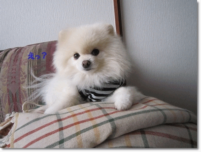 b0167519_15224939.gif