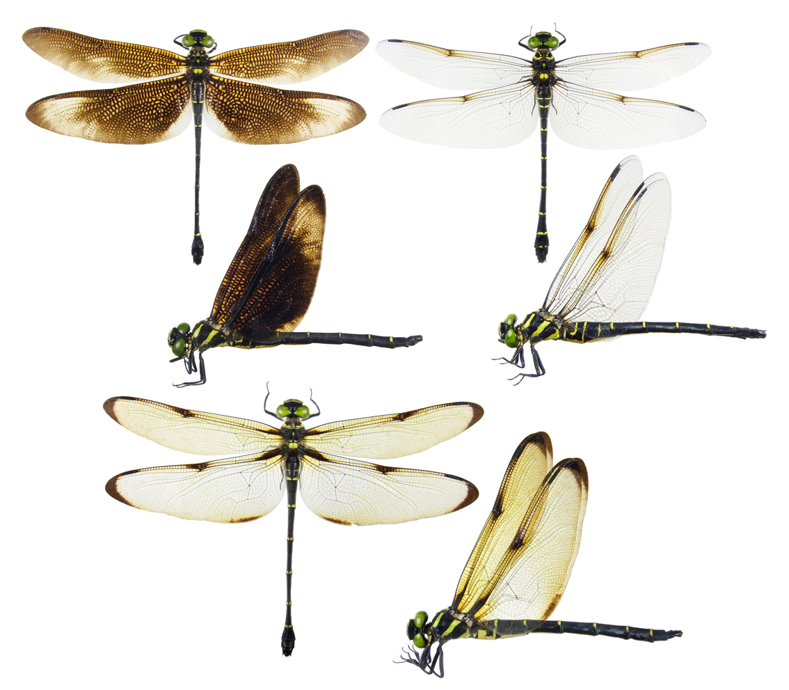 クロロゴンフス トンボの日々