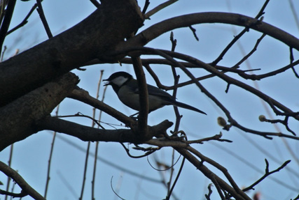 中庭のシジュウカラ Japanese Tit to the private garden _f0206939_21114333.jpg