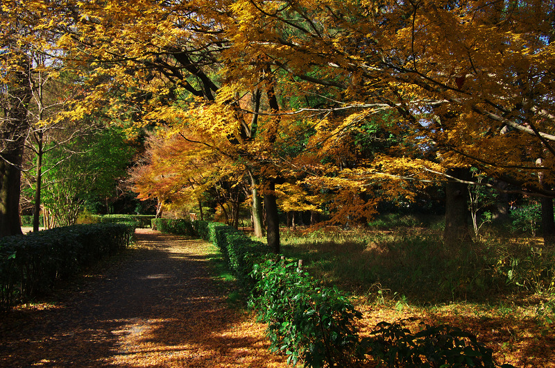 御所・錦秋（北側・公園周辺）_f0155048_19443992.jpg