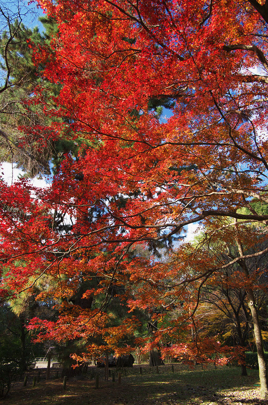 御所・錦秋（北側・公園周辺）_f0155048_19445118.jpg