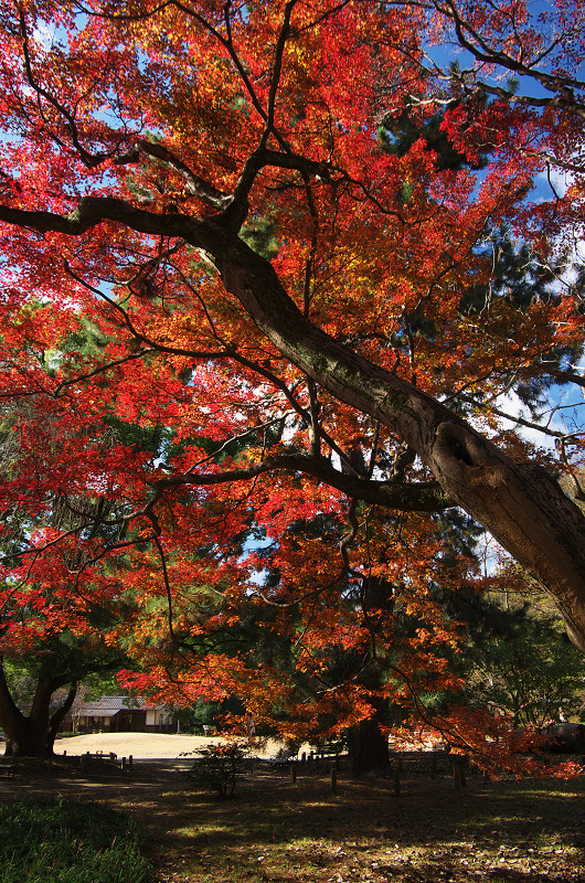 御所・錦秋（北側・公園周辺）_f0155048_19445364.jpg