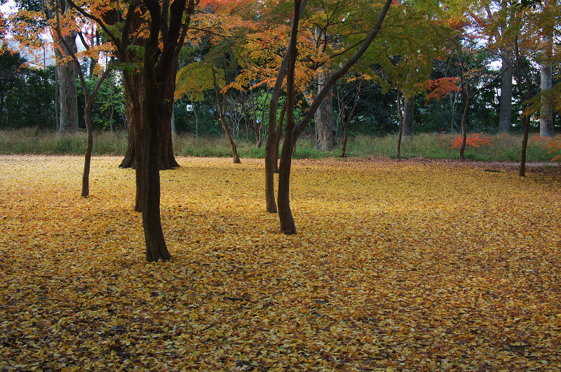 御所・錦秋（北側・公園周辺）_f0155048_19445797.jpg