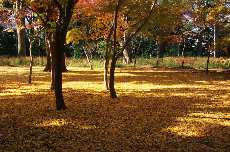 御所・錦秋（北側・公園周辺）_f0155048_1945095.jpg