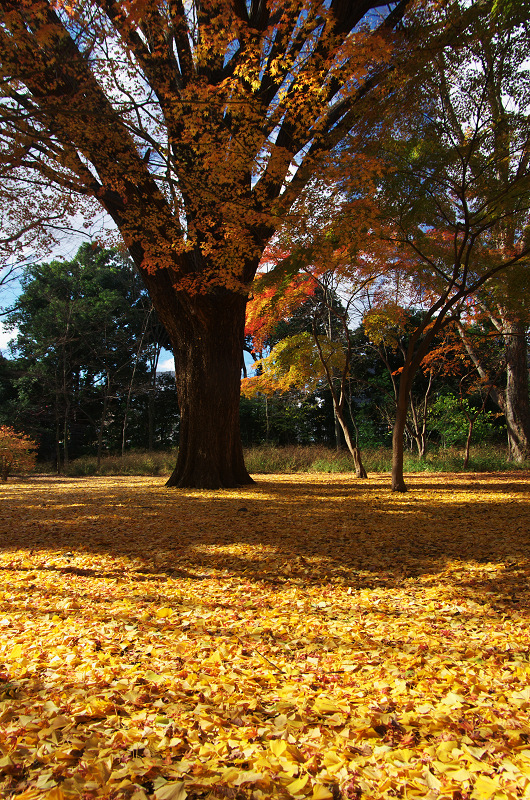 御所・錦秋（北側・公園周辺）_f0155048_19451276.jpg