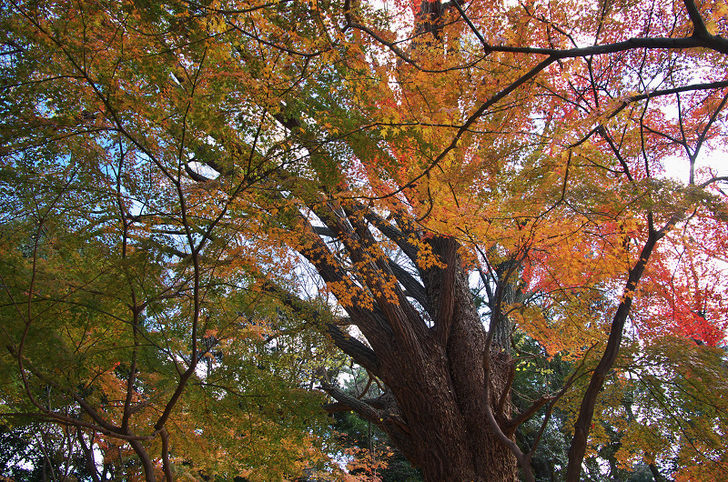 御所・錦秋（北側・公園周辺）_f0155048_19451430.jpg