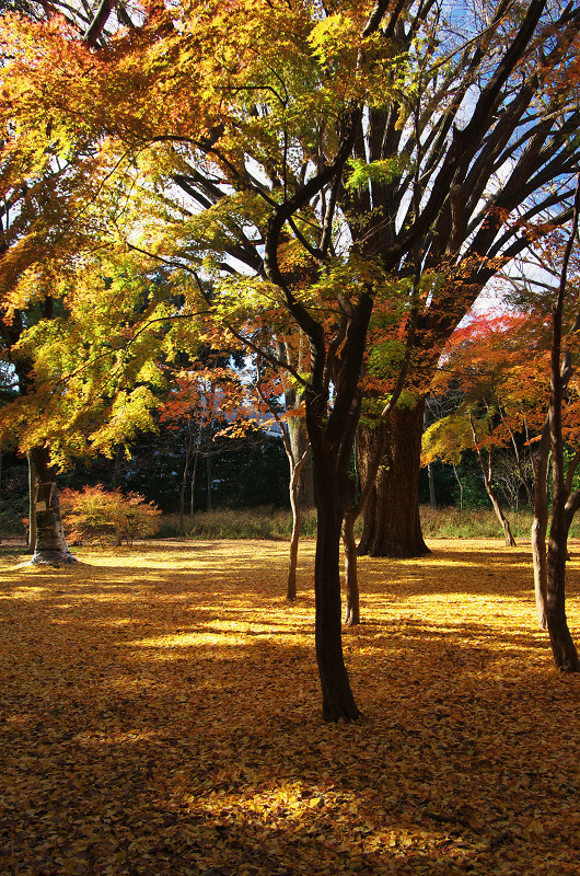 御所・錦秋（北側・公園周辺）_f0155048_1945358.jpg