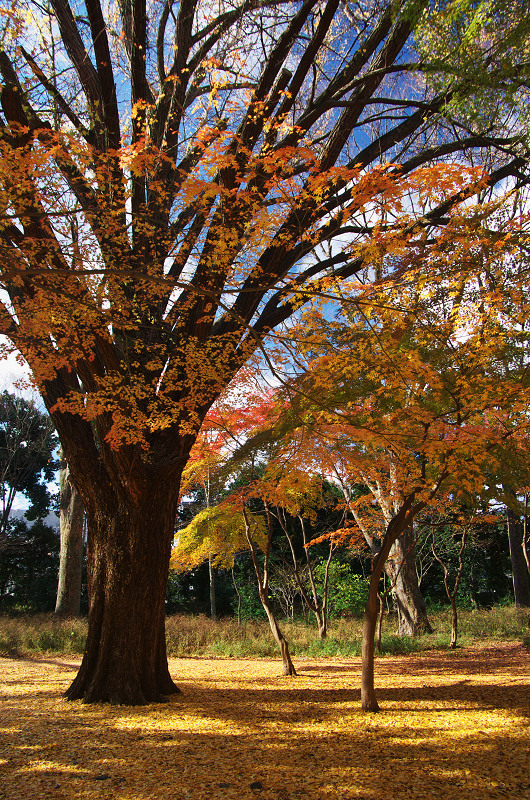 御所・錦秋（北側・公園周辺）_f0155048_194579.jpg