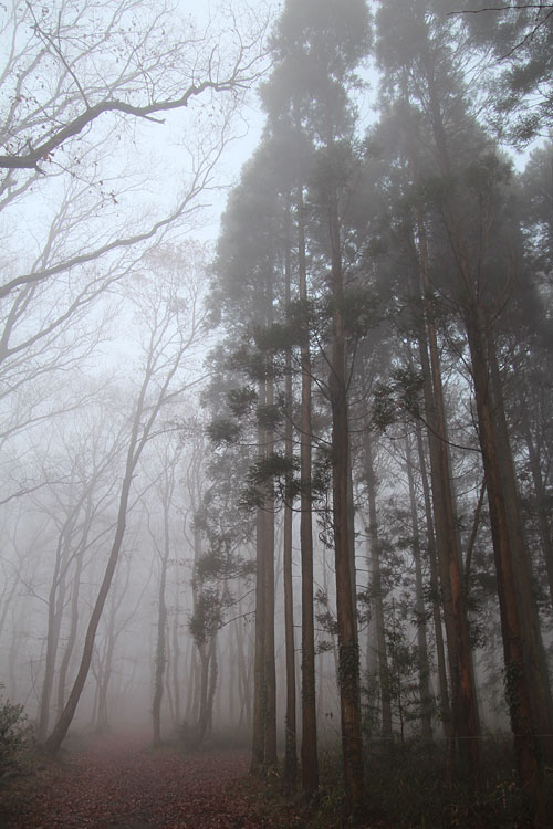 ◆Camp Photo ～聖なる森の朝_b0008655_111025.jpg