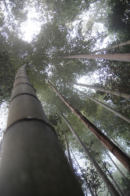 ◆Camp Photo ～聖なる森の朝_b0008655_1122118.jpg