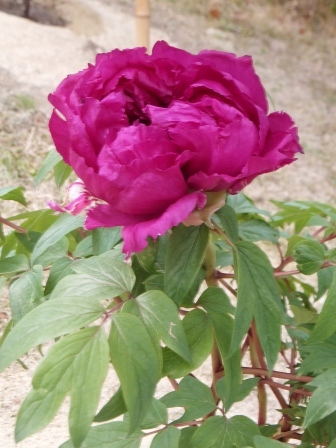 e0028056_1830456.jpg
