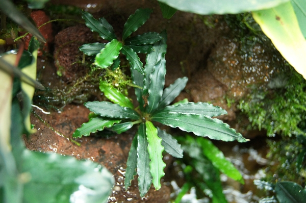 Bucephalandra sp. 