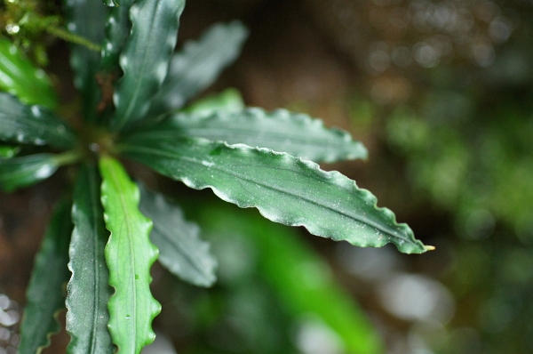 Bucephalandra sp. 
