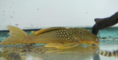 a0162263_8204893.jpg