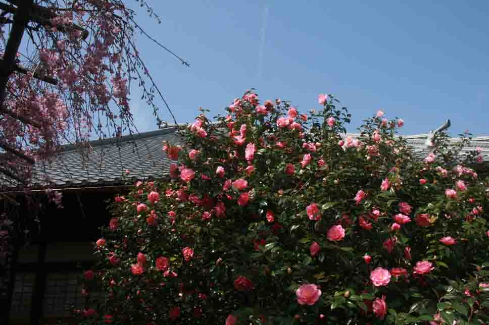 洛陽観音巡礼　＜第30番　椿寺　地蔵院＞_a0045381_1323179.jpg