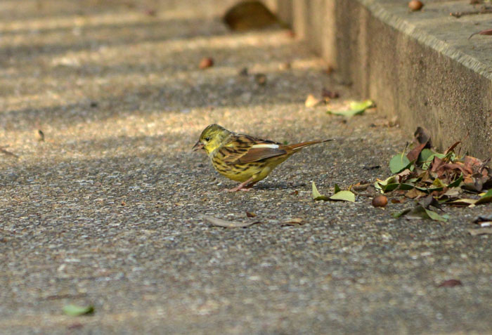 どうも気になる鳥_a0250584_23123359.jpg