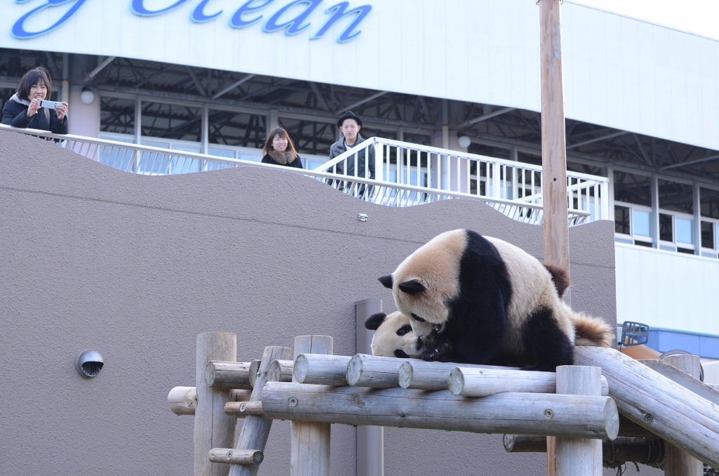 ２０１２年１２月白浜パンダ見隊２その１６　海ちゃん陽ちゃん午後のプロレス_a0052986_22464315.jpg