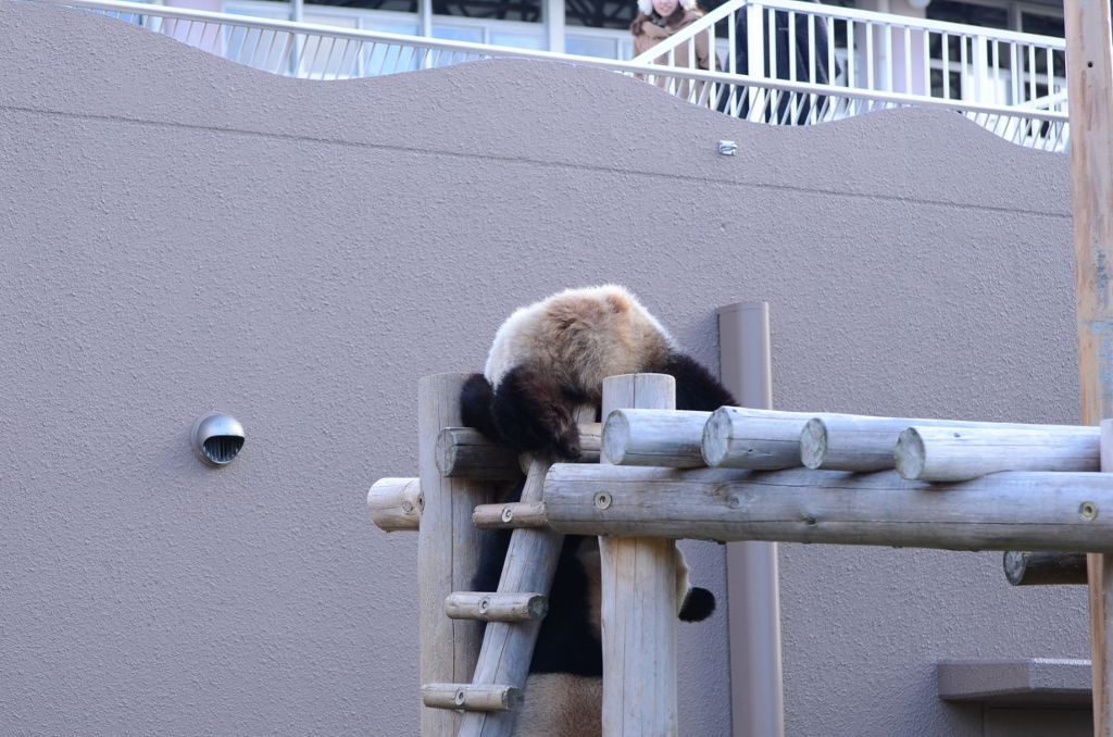 ２０１２年１２月白浜パンダ見隊２その１６　海ちゃん陽ちゃん午後のプロレス_a0052986_236752.jpg