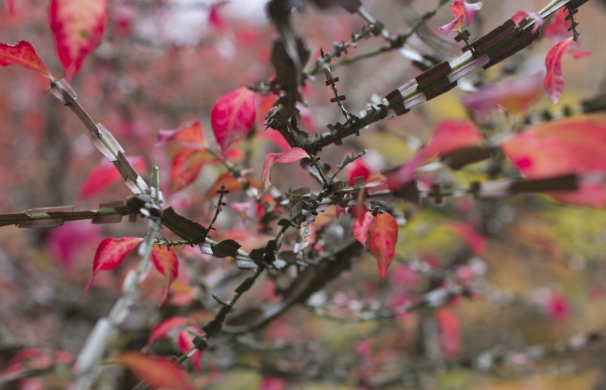 紅葉 2012 京都 19　詩仙堂（ Shisen-dou ）2012　autumn color in Kyoto_b0188590_2327429.jpg