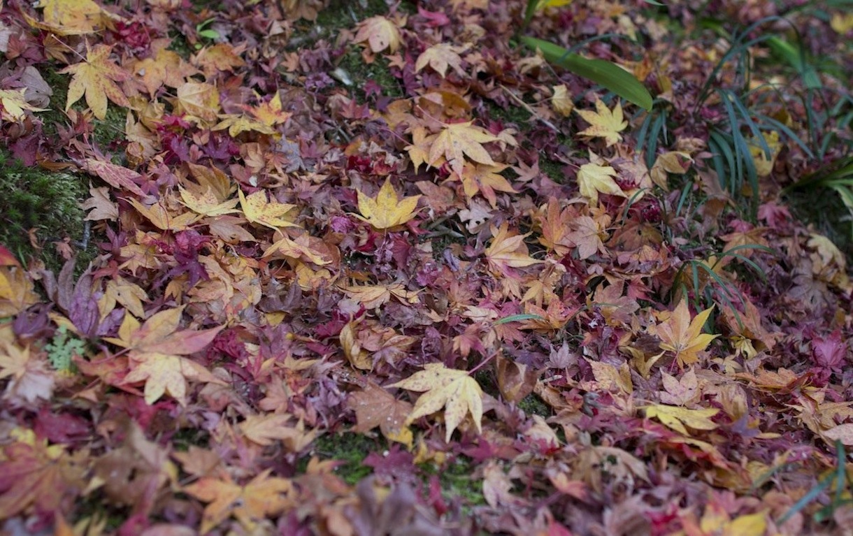 紅葉 2012 京都 19　詩仙堂（ Shisen-dou ）2012　autumn color in Kyoto_b0188590_2328837.jpg