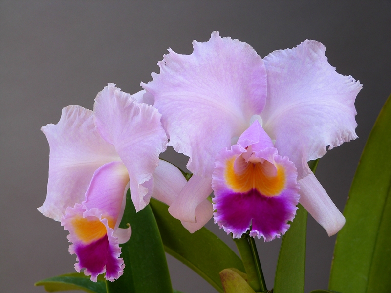 Cattleya trianaei \'A.C.Burrage\'_a0267399_11243165.jpg